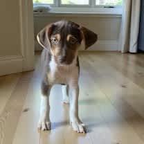 Thumbnail photo of Jack #4