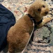 Thumbnail photo of Uso #1