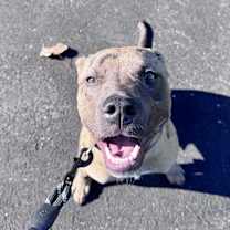 Thumbnail photo of Diesel #1