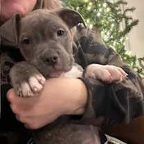 Thumbnail photo of Snape #3