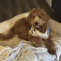 Thumbnail photo of Bentley #2