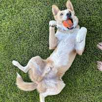 Thumbnail photo of Goose #1