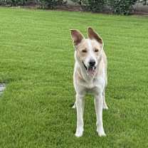 Thumbnail photo of Goose #2