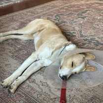 Thumbnail photo of Goose #3