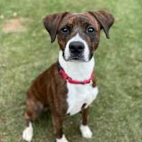 Thumbnail photo of Boeing #1