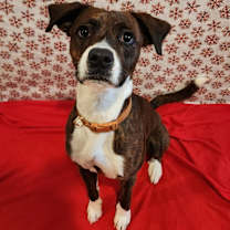 Thumbnail photo of Boeing #3