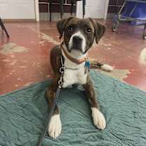 Thumbnail photo of Boeing #4