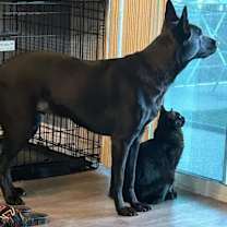 Thumbnail photo of Zoro #4