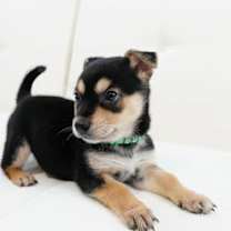 Thumbnail photo of Theodore #2