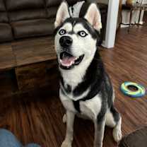 Thumbnail photo of Zelda #2