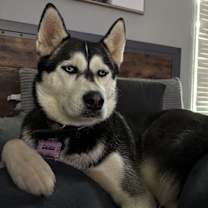 Thumbnail photo of Zelda #3