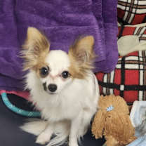 Thumbnail photo of Versace #2