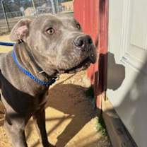 Thumbnail photo of Blue #1