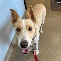 Thumbnail photo of Goose #4