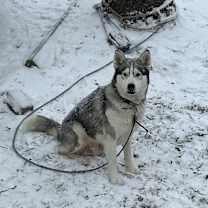 Thumbnail photo of Ferda #1