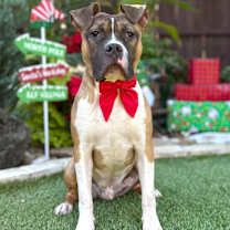 Thumbnail photo of Tank #1