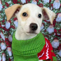 Thumbnail photo of Norm #3