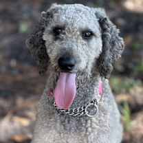 Thumbnail photo of Lombardi #2