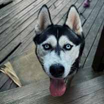 Thumbnail photo of Zelda #1