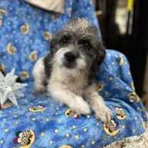 Thumbnail photo of Mel #1