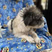 Thumbnail photo of Mel #2