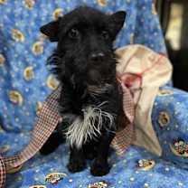 Thumbnail photo of Benji #1