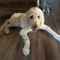 Thumbnail photo of Lunar #4