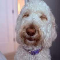 Thumbnail photo of Lunar #2