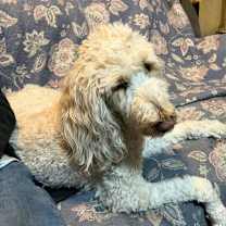 Thumbnail photo of Lunar #3