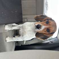 Thumbnail photo of Bolt #2