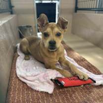 Thumbnail photo of Nutmeg #2