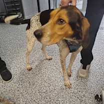 Thumbnail photo of Darla #2