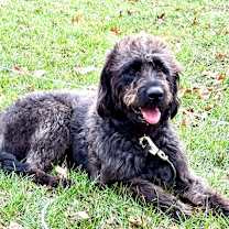 Thumbnail photo of Reggie #1