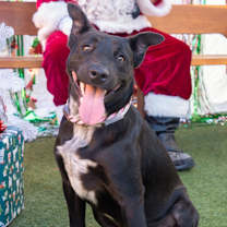 Thumbnail photo of Browser  #4