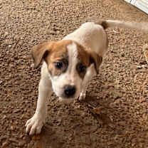 Thumbnail photo of RUDY #2