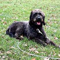 Thumbnail photo of Reggie #3