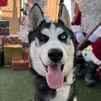 Thumbnail photo of Nacho #3