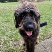 Thumbnail photo of Reggie #4