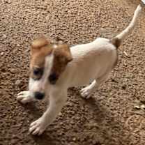 Thumbnail photo of RUDY #4