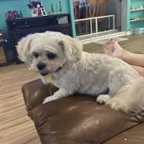 Thumbnail photo of Coco #1