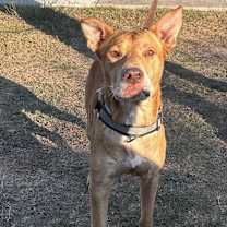 Thumbnail photo of Francis #1