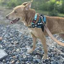 Thumbnail photo of Francis #4