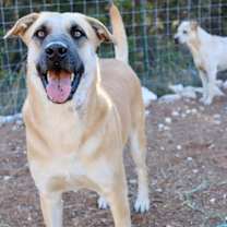 Thumbnail photo of HollyBerry #3