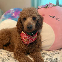 Thumbnail photo of DODGER #1