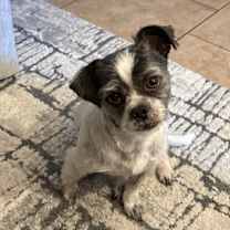 Thumbnail photo of Charlie #2