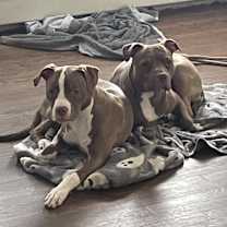 Thumbnail photo of Bella #3