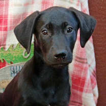 Thumbnail photo of Mary Read #1