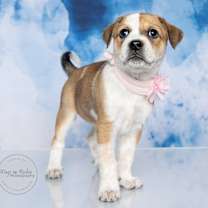 Thumbnail photo of Darling #1