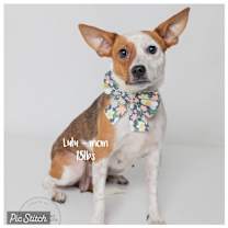 Thumbnail photo of Darling #4