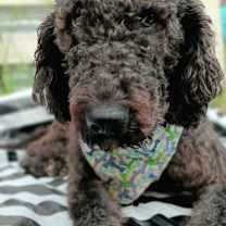 Thumbnail photo of Jack Sparrow #3